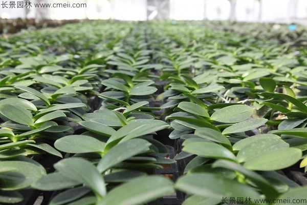 蝴蝶蘭種子 蝴蝶蘭種子