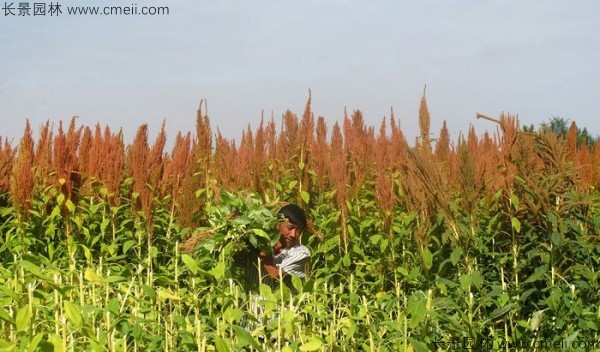 籽粒莧種子基地采收圖片