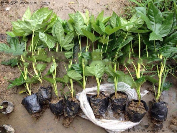 八角金盤種子發(fā)芽出苗圖片