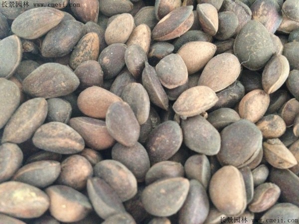 華山松種子圖片 華山松種子圖片