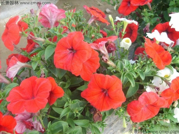 牽?；ǚN子發(fā)芽出苗開花圖片