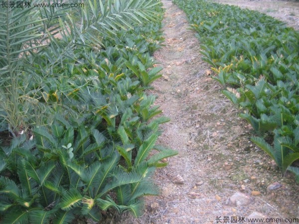 鐵樹種子發(fā)芽出苗圖片