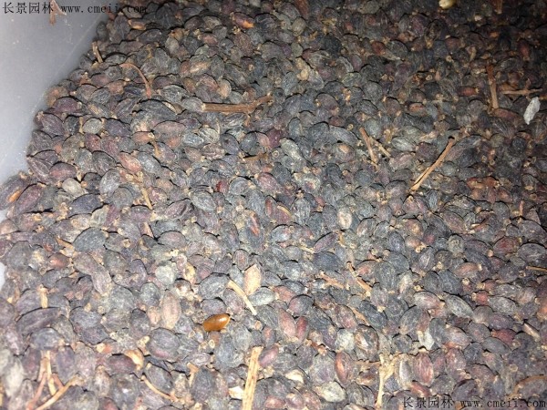 法國冬青種子圖片