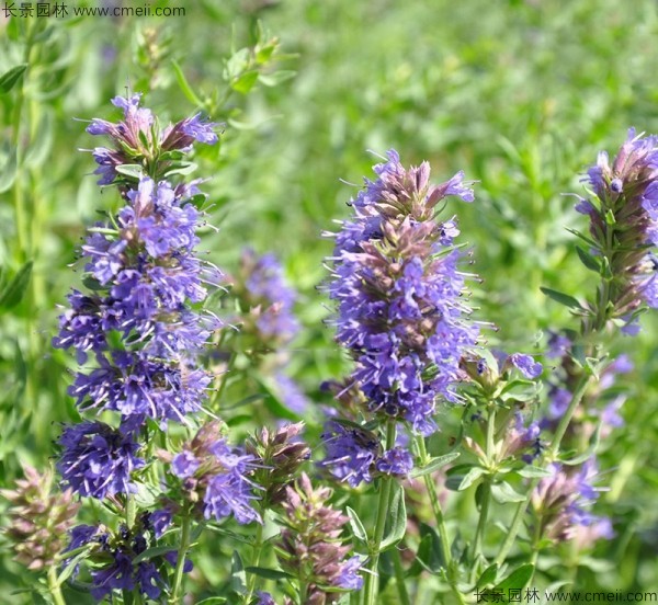 神香草種子發芽出苗開花圖片 神香草種子發芽出苗開花圖片