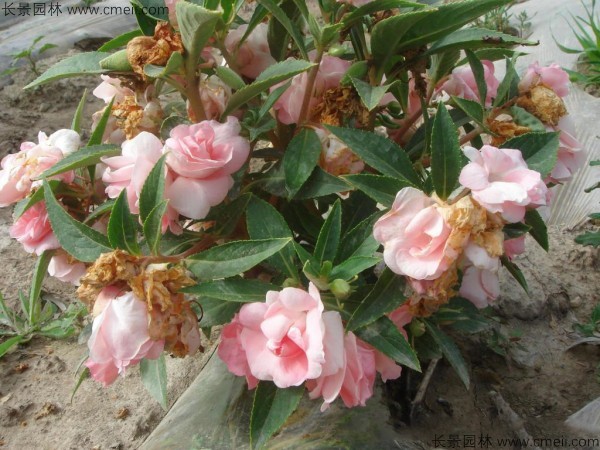 指甲花種子發(fā)芽出苗開(kāi)花圖片