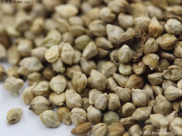 小米草種子 小米草種子