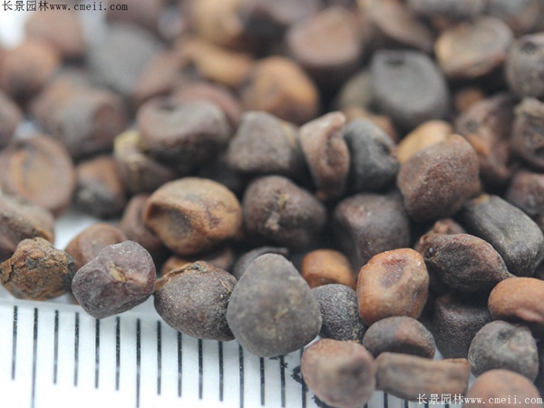 馬蓮種子 馬蓮種子