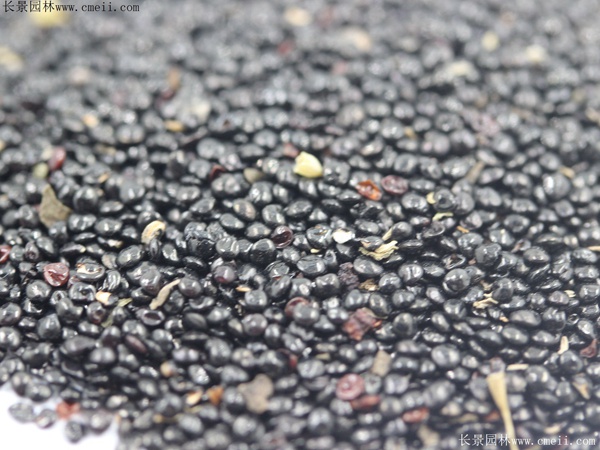 藥用雞冠花種子 藥用雞冠花種子