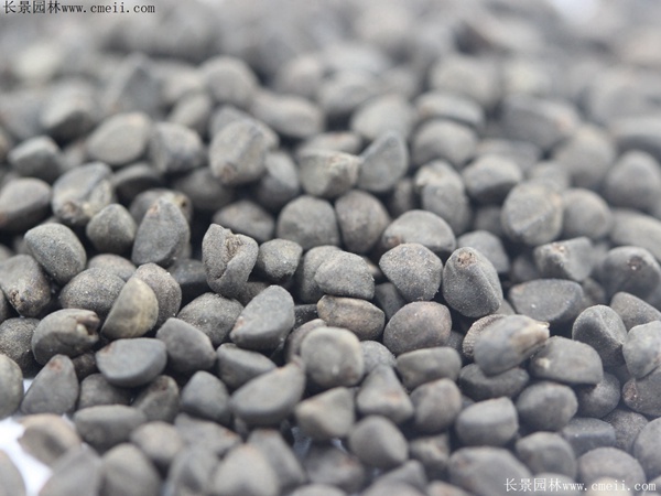 鶯羅種子 鶯羅種子