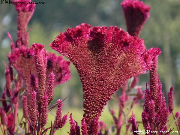 藥用雞冠花 藥用雞冠花