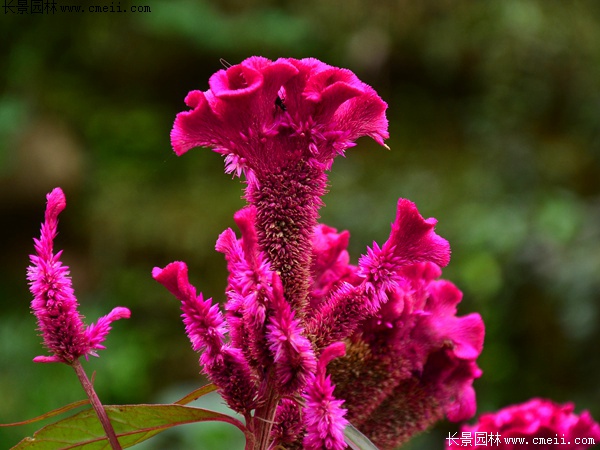 藥用雞冠花 藥用雞冠花