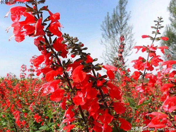 紅色鼠尾草 紅色鼠尾草