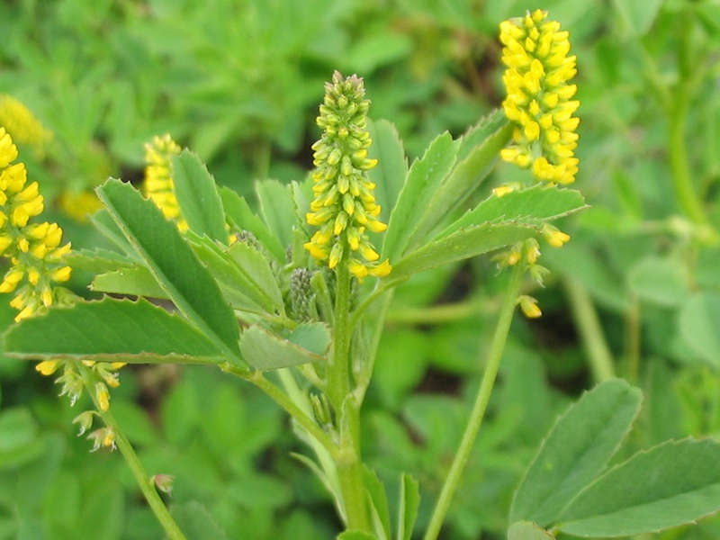 黃花草木樨 黃花草木樨
