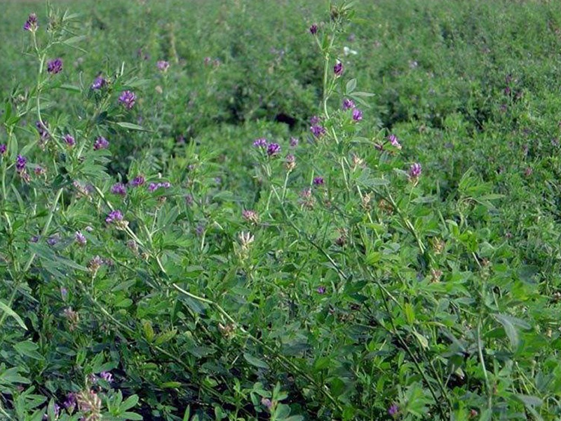 國產苜蓿 國產苜蓿