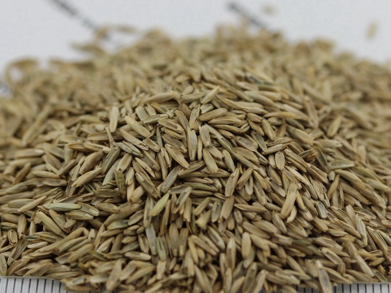 白標(biāo)多年生黑麥草 白標(biāo)多年生黑麥草