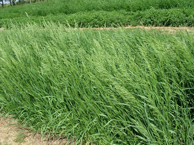 無芒雀麥 無芒雀麥