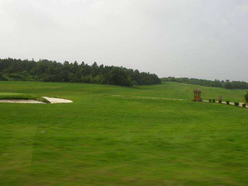 護坡高羊茅 護坡高羊茅