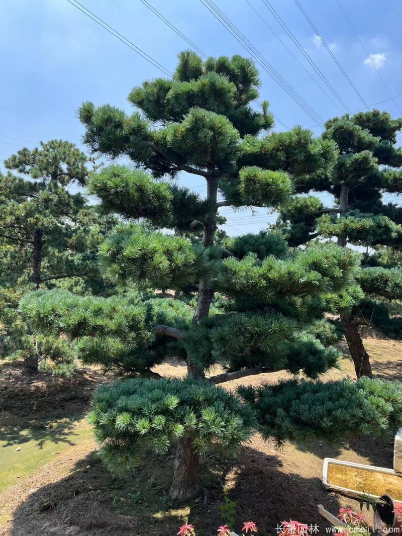 造型五針松 造型五針松