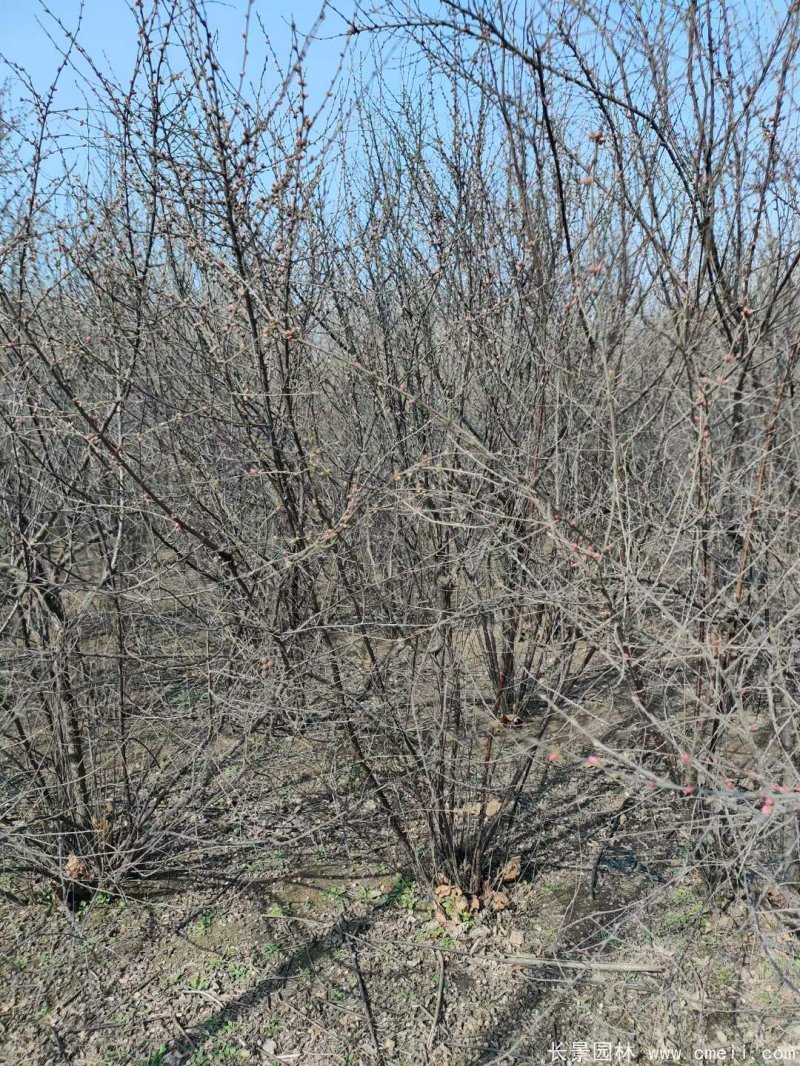 叢生榆葉梅 叢生榆葉梅