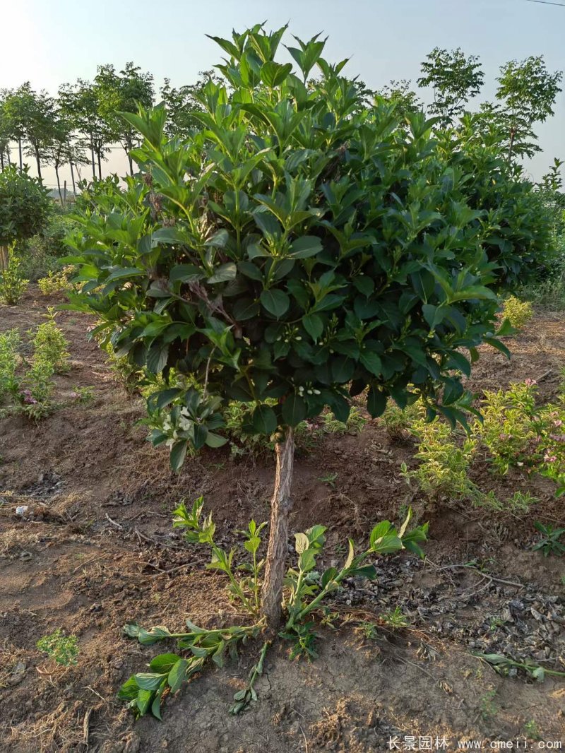 五彩錦帶 五彩錦帶