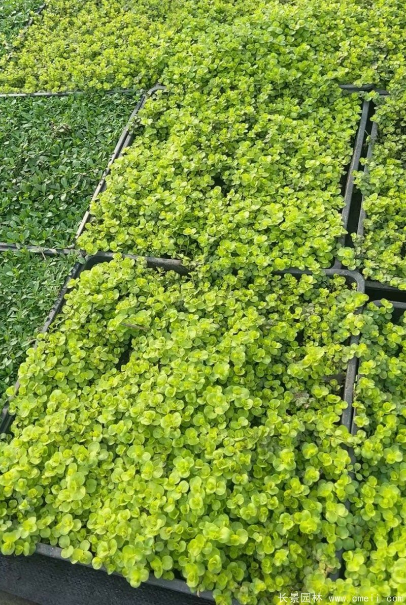 金葉過路黃 金葉過路黃