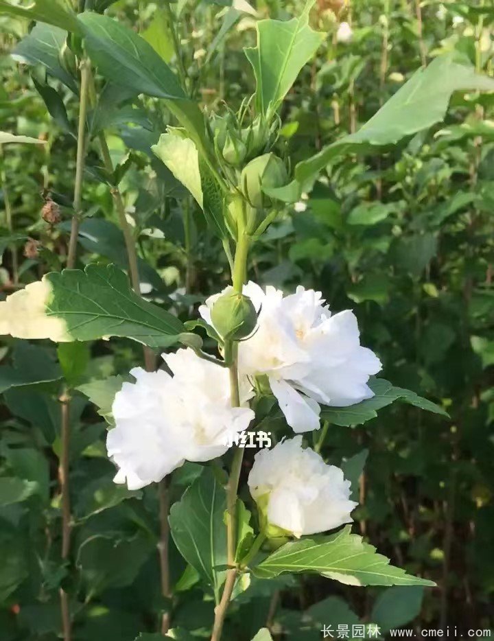 重瓣白牡丹白色木槿 重瓣白牡丹白色木槿