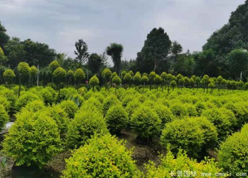 亮晶女貞球 亮晶女貞球
