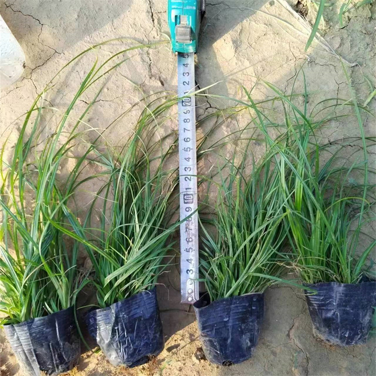 青綠苔草 青綠苔草