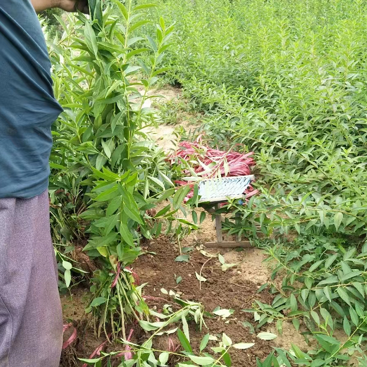 金鐘花開花過(guò)后夏季的樣子 金鐘花開花過(guò)后夏季的樣子