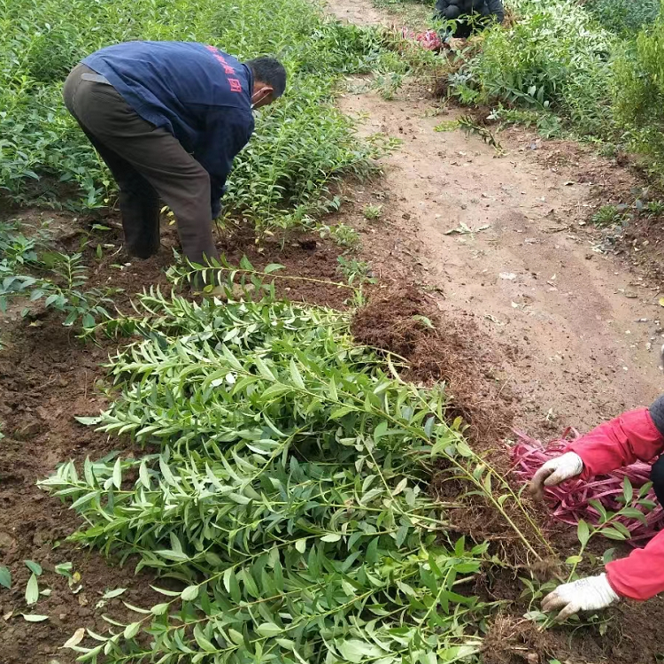 金鐘花開花過(guò)后夏季的樣子 金鐘花開花過(guò)后夏季的樣子