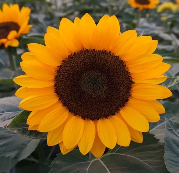 文森特系列向日葵 文森特系列向日葵