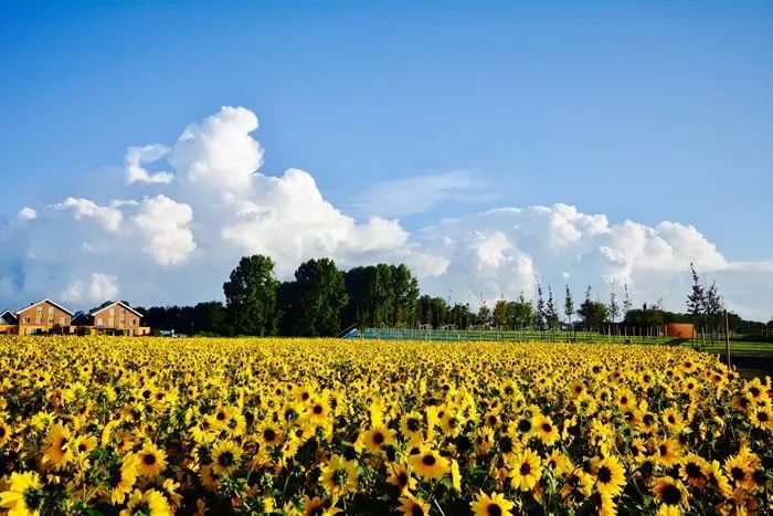 無限陽光系列向日葵 無限陽光系列向日葵