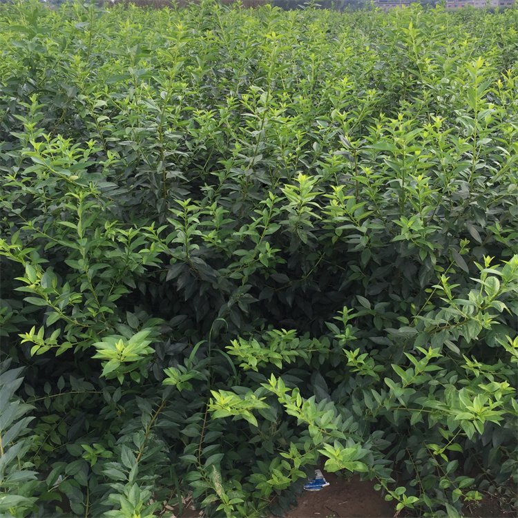 金鐘花開花過(guò)后夏季的樣子 金鐘花開花過(guò)后夏季的樣子